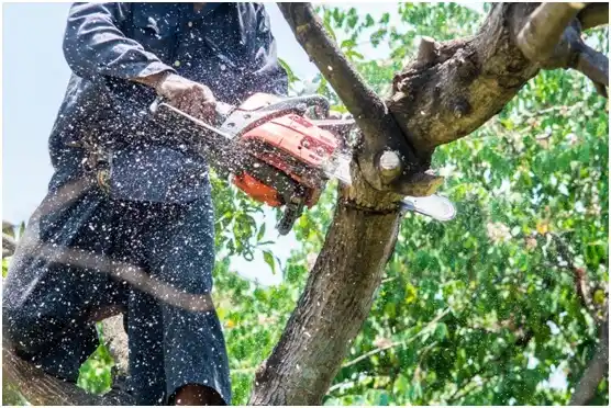 tree services Linesville